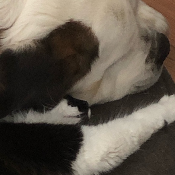 Meet your Posh Ambassador Billie - Picture 3 of 5